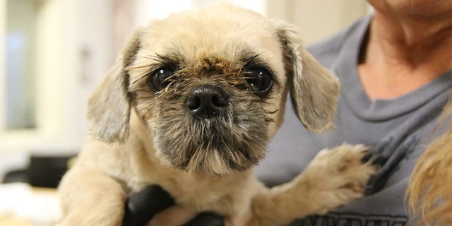 More Than 700 Dogs Rescued From Extreme Hoarding Conditions At Atlanta Puppy Mill Fox News