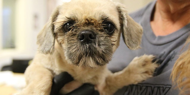 More Than 700 Dogs Rescued From Extreme Hoarding Conditions At Atlanta Puppy Mill Fox News More Than 700 Dogs Rescued From Extreme Hoarding Conditions At Atlanta Puppy Mill Fox News