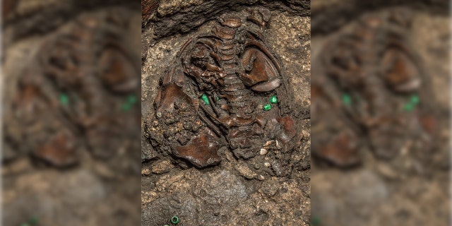 The 500-year-old interior of a circular stone offering shows the bones of a sacrificed young boy dressed as a warrior and dedicated to the Aztec war god Huitzilopochtli, in Mexico City, Mexico in this handout photograph released March 15, 2019, to Reuters by Courtesy of the Templo Mayor Project of the National Institute of Anthropology and History (INAH)