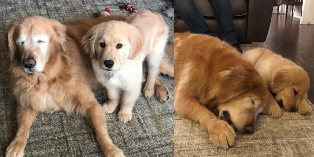 “They’re both pretty crazy and special. They’re definitely our entertainment,” owner Chelsea said.
