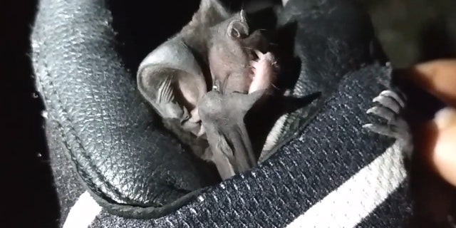 Bonneted bats are brown in color and the size of an iPhone at rest.