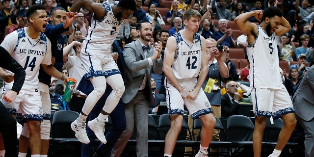 UC Irvine starters guard Evan Leonard (14), guard Max Hazzard (2), forward Tommy Rutherford (42) and forward Jonathan Galloway (5) celebrate in the last seconds of the second half of an NCAA college basketball game against Cal State Fullerton for the Big West men's tournament championship in Anaheim, Calif., Saturday, March 16, 2019. (AP Photo/Alex Gallardo)