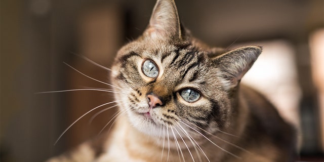 Cats respond to slow blinks from their owners and strangers. (iStock)