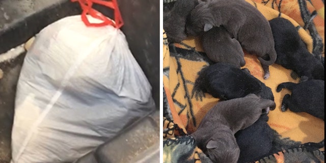 Police in Marshfield, Wisconsin discovered eight newborn puppies that were thrown out with the trash last month.