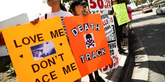 Animal rights activists protest horse racing deaths outside Santa Anita Park on March 10 in Arcadia, Calif. Santa Anita has suspended horse racing after 21 horses died at the famed racetrack since December 26. The track is reportedly eyeing a March 22 date to re-start races as an investigation into the cause of the deaths continues. (Photo by Mario Tama/Getty Images)
