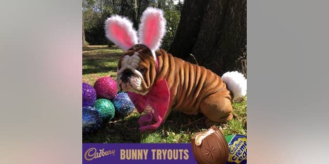 Henri the bulldog, from North Carolina, won the candy company’s first “Bunny Tryouts” competition.