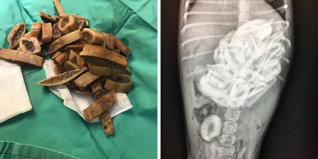 The doctor who performed surgery on the puppy said she never would've guessed the dog ingested 46 ribs.