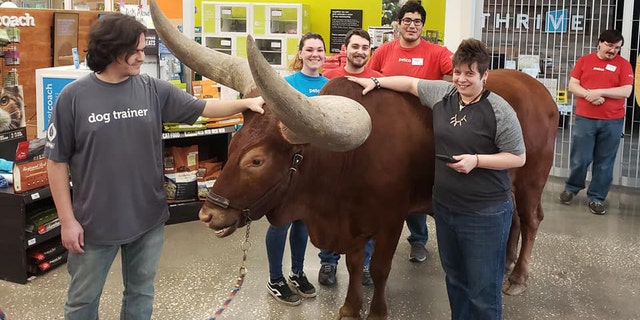 A leashed steer was recently brought into a Houston-area Petco to test the store's welcome policy for pets.