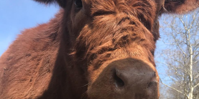 The New Jersey-based Skylands Sanctuary and Rescue said Kristin the calf has passed away.