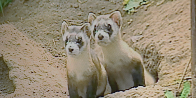 The Aubrey Valley, where the black-footed ferrets reside, is an area with 100,000 acres of grasslands and 50,000 acres of prairie dog colonies (prairie dogs are the ferrets’ prey). Holly Hicks, Arizona Game and Fish’s nongame small mammal projects, said it’s like trying to find a needle in a haystack.