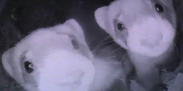 “Ferrets are nocturnal, so we're out all night with high-powered spotlights and we look for their green eye shine, it’s really brilliant green like a Mountain Dew can,” Jennifer Cordova, Arizona Game & Fish wildlife specialist, said.