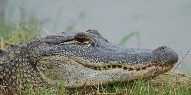 American Alligators make neural maps of sound the same way birds do. (Credit: Ruth Elsey Louisiana Department of Wildlife and Fisheries)