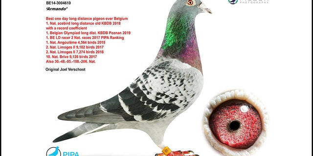 Two Chinese millionaires drove up the price for Armando the racing pigeon in the last hour of a two-week online auction that ended Sunday.