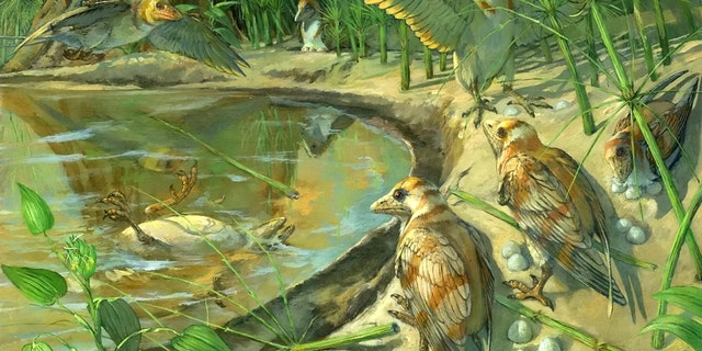 L'esemplare, che rappresenta una nuova specie chiamata Avimaia schweitzerae, fu scoperto in depositi di 110 milioni di anni fa nella Cina nord-occidentale. Appartiene ad un gruppo chiamato Enantiornithes - "uccelli opposti" - che erano comuni in tutto il mondo durante il periodo Cretaceo e vivevano accanto ai dinosauri. (Credito: SWNS)