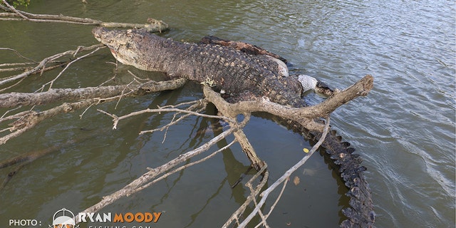 Authorities have appealed to the public for more information about the death of the crocodile amid the reports that the creature was shot in the head, with the Queensland Department of Environment and Science investigating the matter.