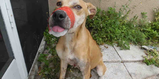The male Florida cur was dehydrated, appeared malnourished and was bleeding from wounds on its left arm and chest.
