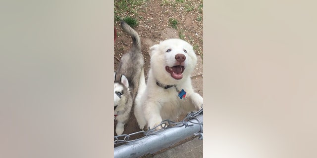 A petition aims to save the lives of two dogs who are being quarantined after a 4-year-old Utah boy lost his hand.