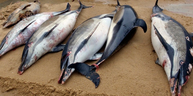 This photo from March shows dead dolphins on a shore of La Tranche sur Mer, on the Atlantic coast, western France.