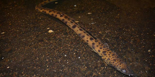 This particular kind of eel "has never been seen on the Washington Coast," according to Seaside Aquarium.