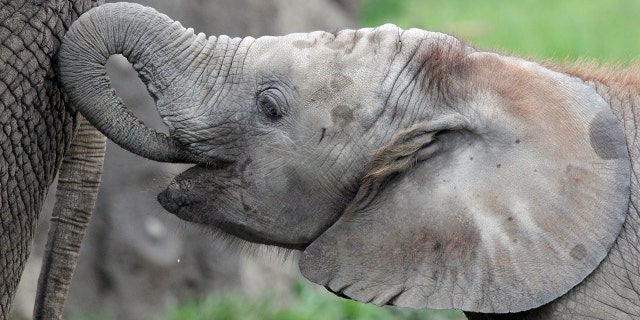Kalina, an 8-year-old African elephant, died Tuesday from a type of herpesvirus, one week after another young elephant at the zoo died of the same type of virus.