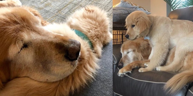 Welcoming Maverick into their home on New Year’s Day 2019, the Stipes say that the elder canine was initially skeptical of the rambunctious junior, though he has since warmed up to accept his very own "seeing-eye puppy” as part of the family.