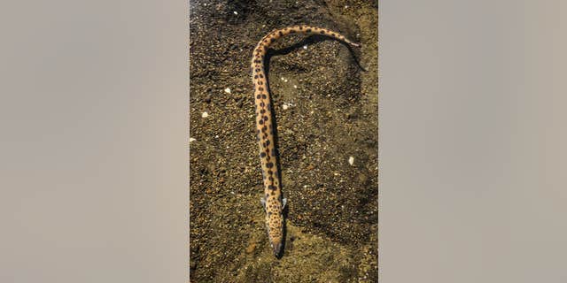 The eel is currently recovering at the Seaside Aquarium in Oregon.