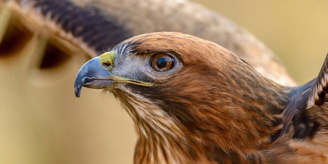 The Texas Parks and Wildlife called the interaction a “life-or-death battle."