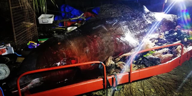 The whale was a juvenile male Cuvier’s Beaked Whale, according to scientists.