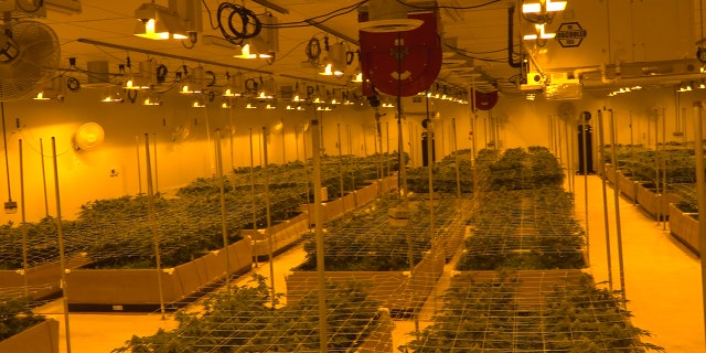 The SAFE Banking Act would offer protections for banks and financial institutions against sanctions for working with Marijuana companies.