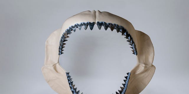 This is a reconstructed jaw of a megaldon. (Credit: Florida Museum, Kristen Grace)
