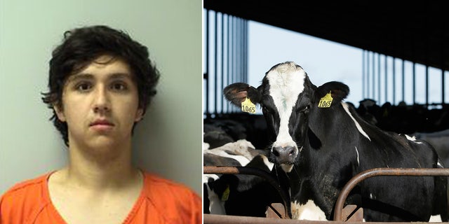 Joshua Litza, 19, was arrested on Friday and charged with two counts of intentionally failing to provide food to animals and four counts of failing to timely dispose of an animal carcass after officials say he neglected his father’s cattle.