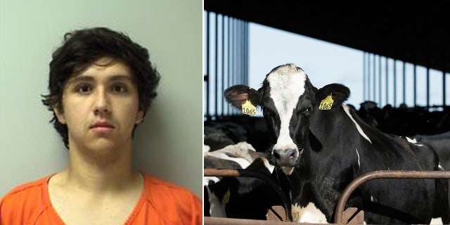 Joshua Litza, 19, was arrested on Friday and charged with two counts of intentionally failing to provide food to animals and four counts of failing to timely dispose of an animal carcass after officials say he neglected his father’s cattle.