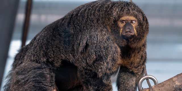 Santeri Oksanen, 34, snapped the muscular monkey as she kept a close eye on her territory. (Credit: SWNS)