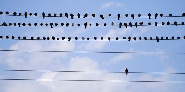 A Florida man died over the weekend after trying to remove a pigeon from a power line with an aluminum pole, police say.