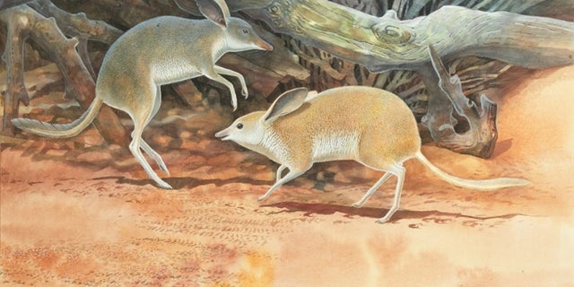 Two &lt;em&gt;Chaeropus yirratji&lt;/em&gt;, a newly-described species of pig-footed bandicoot, pitter-pattered around Australia on their asymmetrical legs.