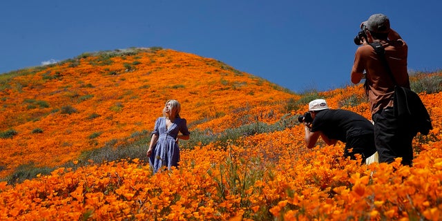 A model poses among wildflowers in bloom Monday, March 18, 2019, in Lake Elsinore, Calif.