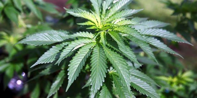 Marijuana plants at a home.
