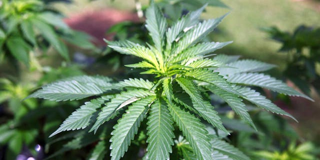 FILE - This Feb. 17, 2016 file photo shows marijuana plants at a home in Honolulu. Hawaii is among the bluest of states, but when it comes to legalizing marijuana, it is out of step with liberal stalwarts such as California and Vermont. A bill that would legalize marijuana in the islands faces significant obstacles from leaders worried about contradicting federal law and jeopardizing Hawaii’s existing medical marijuana program. It faces a Friday, March 1, 2019, deadline to pass committee. (AP Photo/Marina Riker, File)