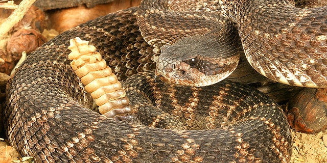 A rattlesnake is pictured here. If you encounter a rattlesnake, do not attempt to capture or kill it, a Minnesota state website advises.