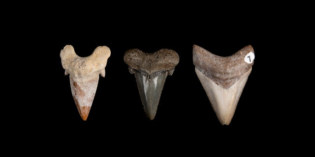 These three teeth depict more than 50 million years of shark teeth evolution. Megaldon's earliest ancestor, Otodos obliquus, from left, had smooth-edged teeth with a thick root and lateral cusplets, two mini-teeth flanking the main tooth. Another ancestor, Carcharocles auriculatus, had serrated teeth with lateral cusplets. Carcharocles megalodon had flattened bladel-ike teeth with uniform serrations and no cusplets. (Florida Museum, Kristen Grace)