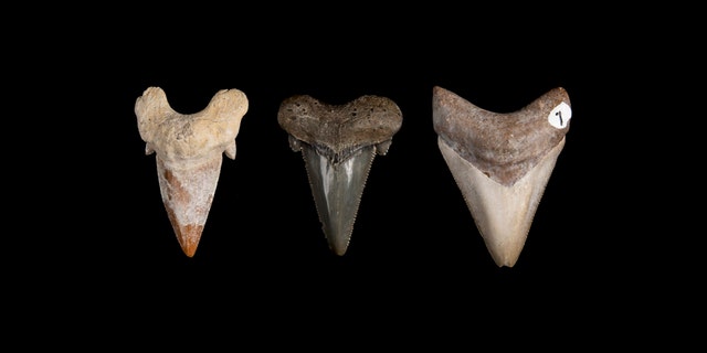 These three teeth depict more than 50 million years of shark teeth evolution. Megaldon's earliest ancestor, Otodos obliquus, from left, had smooth-edged teeth with a thick root and lateral cusplets, two mini-teeth flanking the main tooth. Another ancestor, Carcharocles auriculatus, had serrated teeth with lateral cusplets. Carcharocles megalodon had flattened bladel-ike teeth with uniform serrations and no cusplets. (Florida Museum, Kristen Grace)