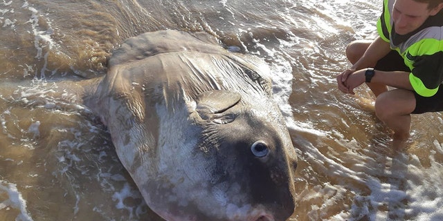 Not much is known about the new species of sunfish. 