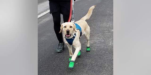Waffle will accompany Tom for one of the first legs of the run.