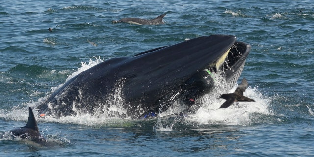 Rainer Schimpf can be seen in the mouth of the Bryde's Whale in Port Elizabeth, South Africa in February.