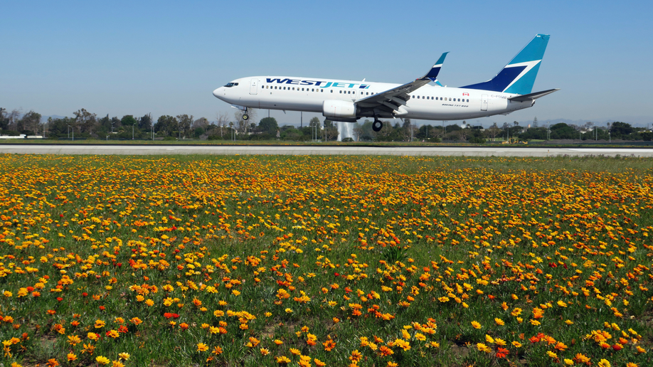 LA airport gets rare super bloom of flowers next to runways Fox News