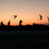 Children launch kites during Nowruz celebrations as the sun sets in Baghdad, Iraq, March 21, 2019. 