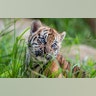 One of three Sumatran tiger cubs born at the Taronga Zoo explores its habitat March 22, 2019, in Sydney, Australia. 