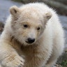 A polar bear baby walks in its enclosure at the Tierpark zoo in Berlin, March 15, 2019. 
