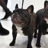French bulldogs Violet, age 3, left, and Moxie, age 6 1/2 months pose for photos at the Museum of the Dog, in New York, March 20, 2019. 