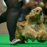 An American Cocker Spaniel runs on the first day of the Crufts Dog Show 2019 in Birmingham, England, March 7, 2019. 